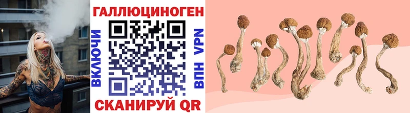 наркотики  нарко площадка клад  Псилоцибиновые грибы Psilocybe  Алексеевка 